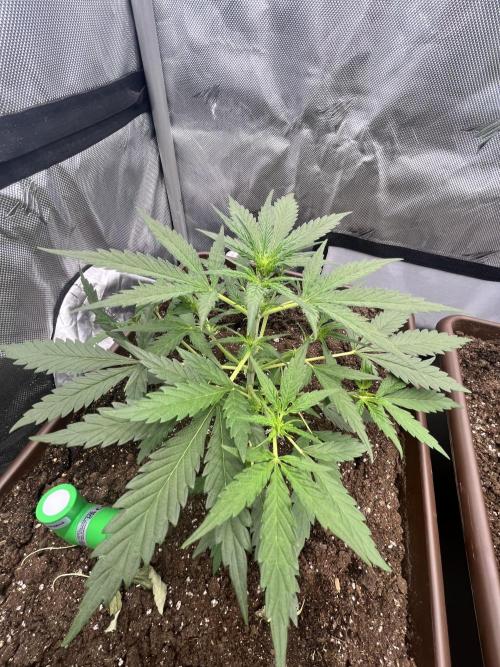 First indoor Auto Grow. Week 4