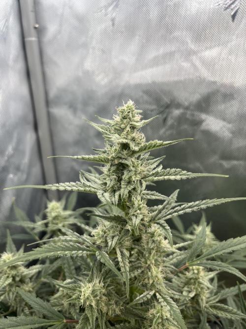 First indoor Auto Grow. Week 5