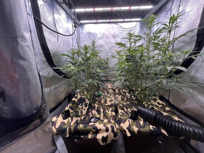 First indoor Auto Grow. Week 5