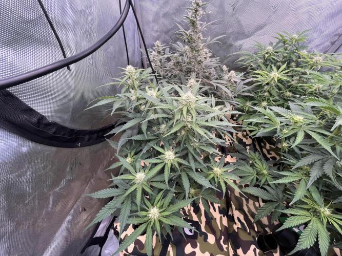 First indoor Auto Grow. Week 5