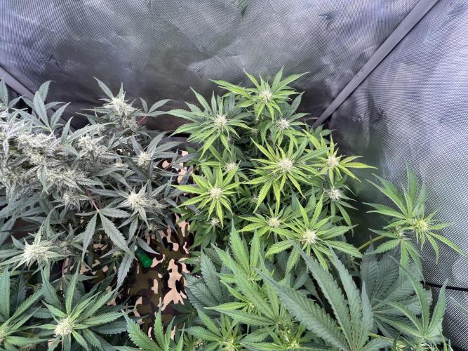 First indoor Auto Grow. Week 5