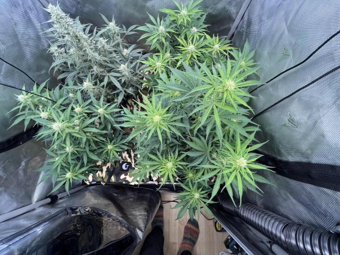 First indoor Auto Grow. Week 5