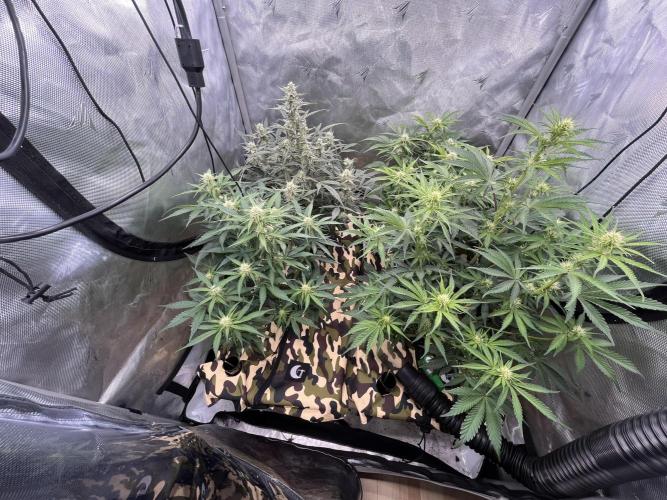 First indoor Auto Grow. Week 5