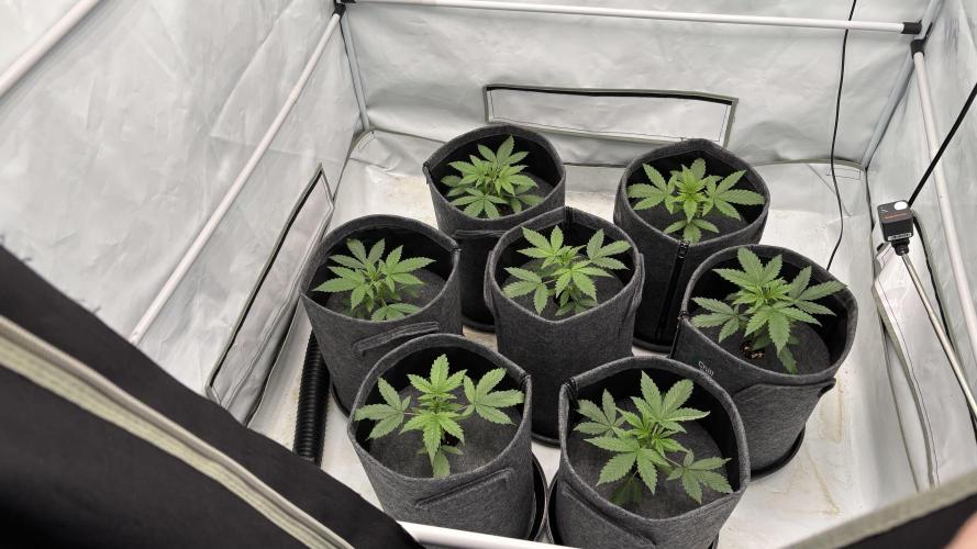 LSD Auto - GanjaFFarMers. Week 4 - D24