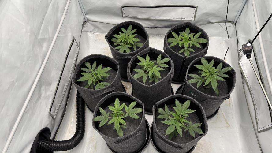 LSD Auto - GanjaFFarMers. Week 4 - D24