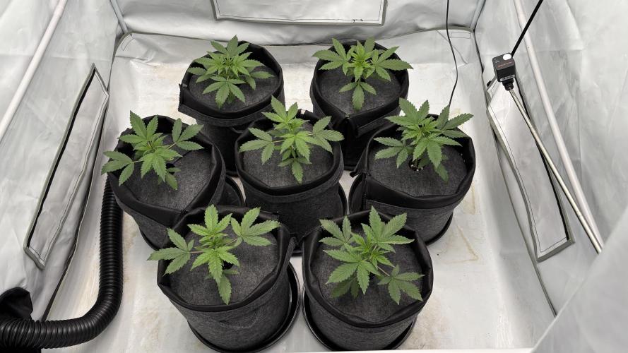 LSD Auto - GanjaFFarMers. Week 4 - D24