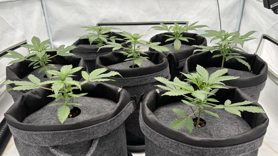 LSD Auto - GanjaFFarMers. Week 4 - D24