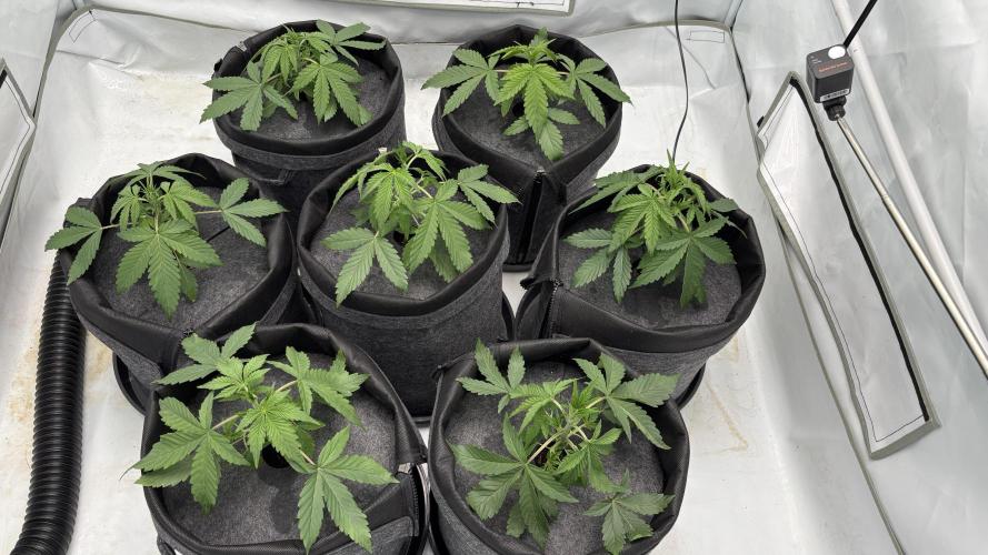 LSD Auto - GanjaFFarMers. Week 4 - D24