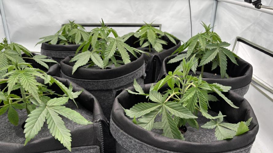 LSD Auto - GanjaFFarMers. Week 4 - D