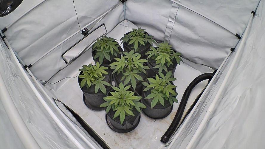 LSD Auto - GanjaFFarMers. Week 4 - D28