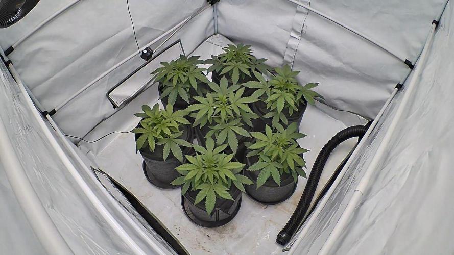 LSD Auto - GanjaFFarMers. Week 5 - D29