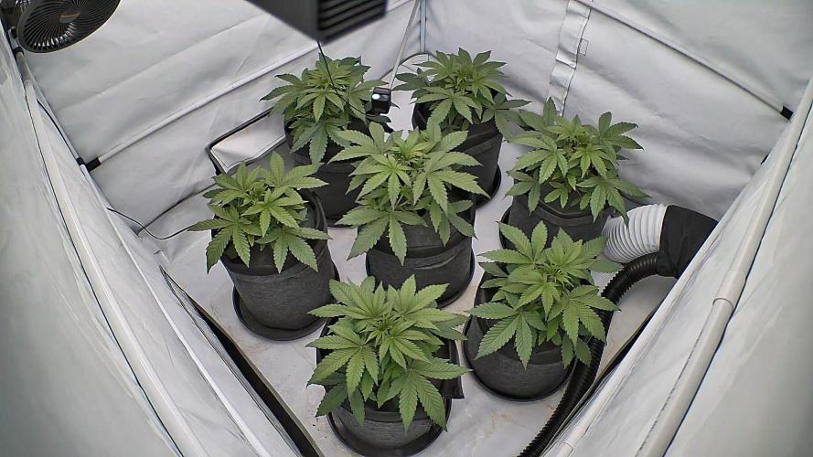 LSD Auto - GanjaFFarMers. Week 5 - D30