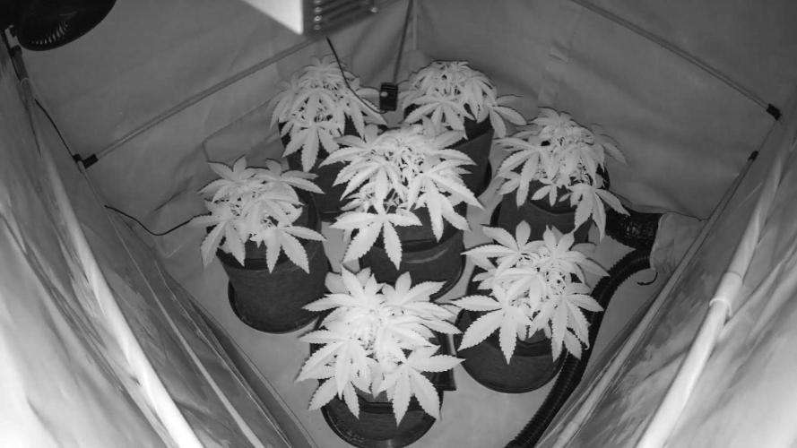 LSD Auto - GanjaFFarMers. Week 5 - D31