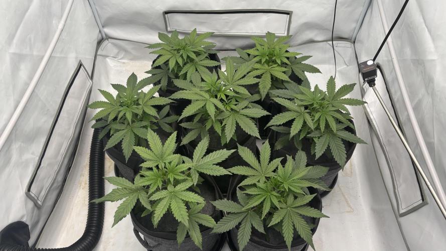 LSD Auto - GanjaFFarMers. Week 5 - D29