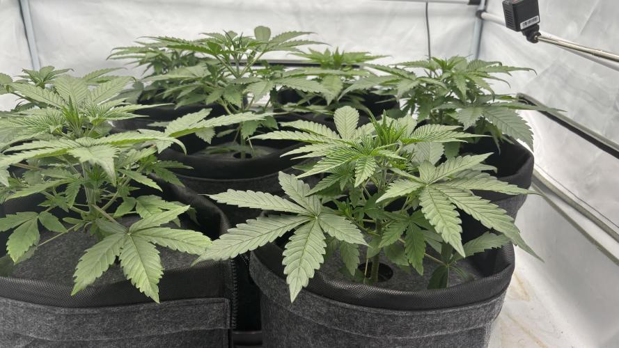 LSD Auto - GanjaFFarMers. Week 5 - D29