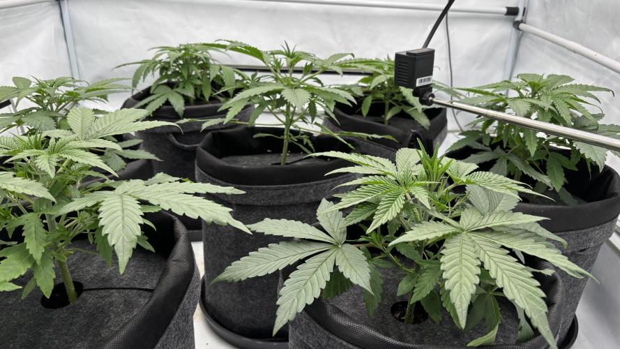 LSD Auto - GanjaFFarMers. Week 5 - D29