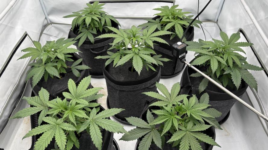 LSD Auto - GanjaFFarMers. Week 5 - D29