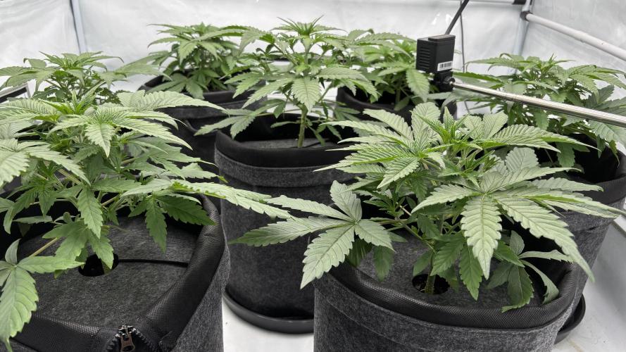 LSD Auto - GanjaFFarMers. Week 5 - D30