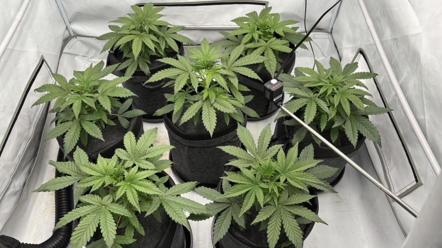 LSD Auto - GanjaFFarMers. Week 5 - D30