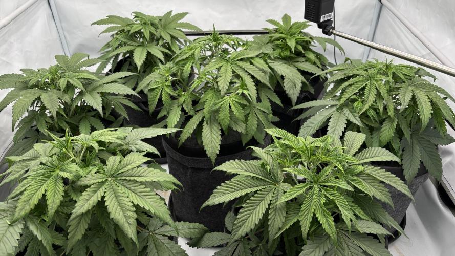 LSD Auto - GanjaFFarMers. Week 5 - D32