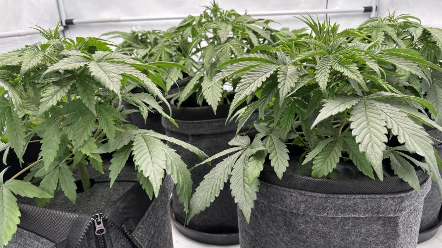 LSD Auto - GanjaFFarMers. Week 5 - D32