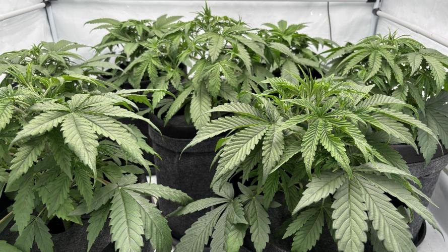 LSD Auto - GanjaFFarMers. Week 5 - D33