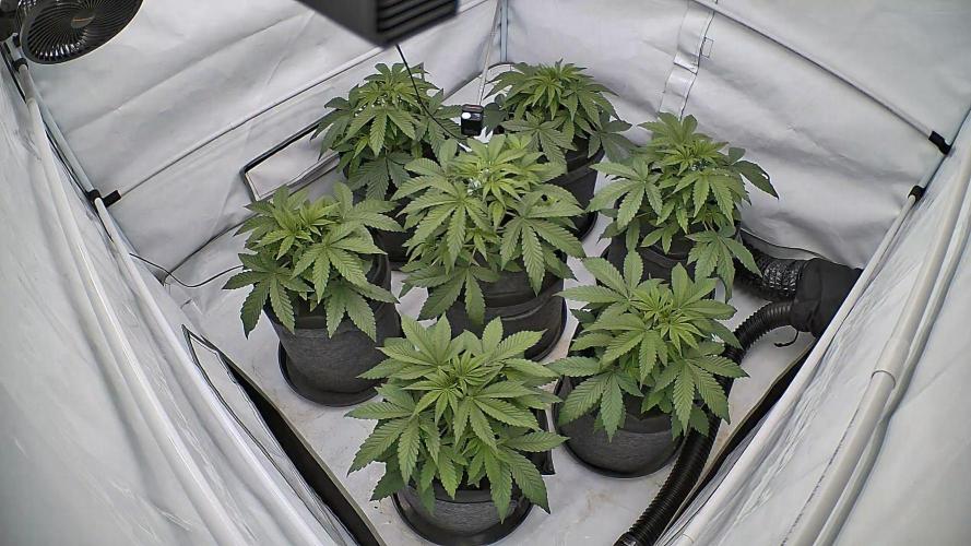 LSD Auto - GanjaFFarMers. Week 5 - D32