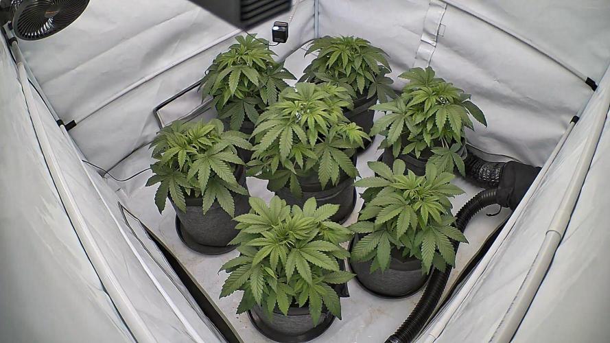 LSD Auto - GanjaFFarMers. Week 5 - D33