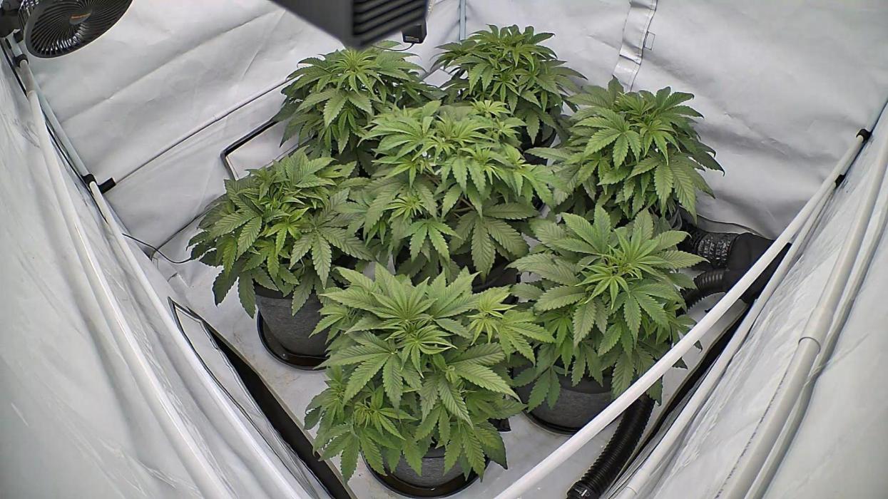 LSD Auto - GanjaFFarMers. Week 6 - D36