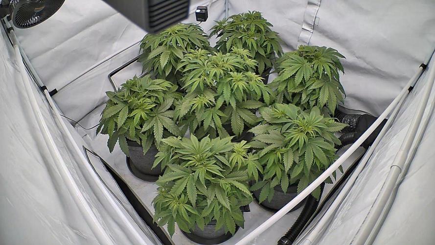 LSD Auto - GanjaFFarMers. Week 6 - D37