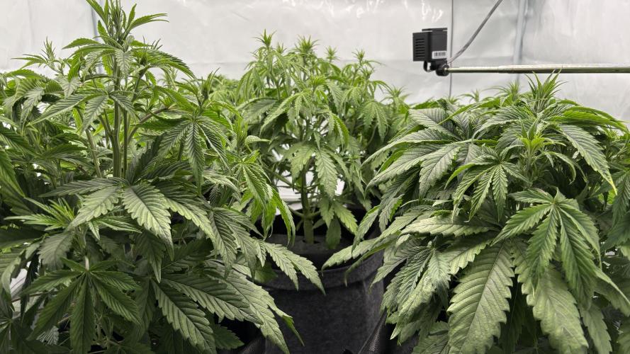 LSD Auto - GanjaFFarMers. Week 6 - D40