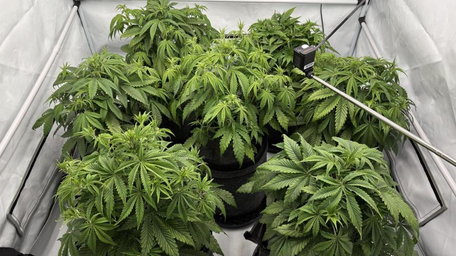 LSD Auto - GanjaFFarMers. Week 6 - D40