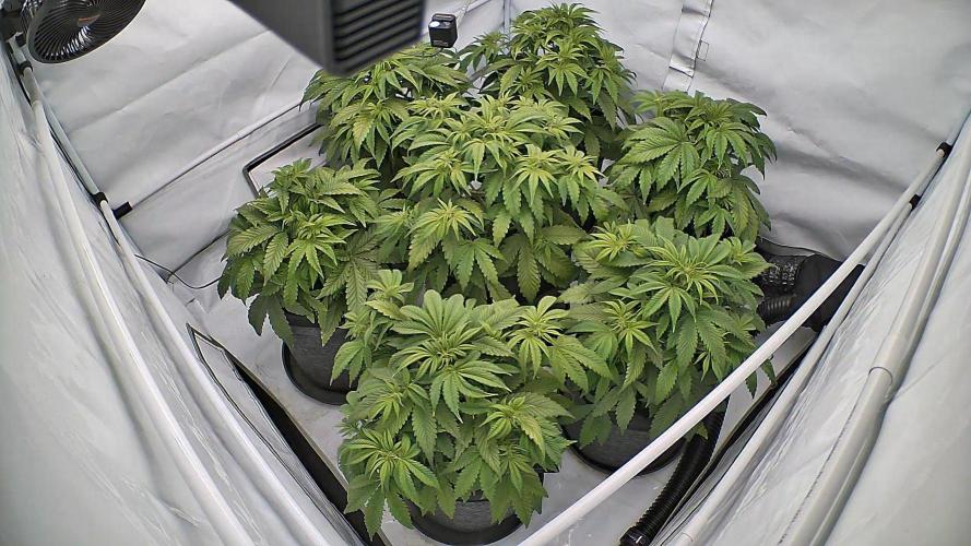 LSD Auto - GanjaFFarMers. Week 6 - D38