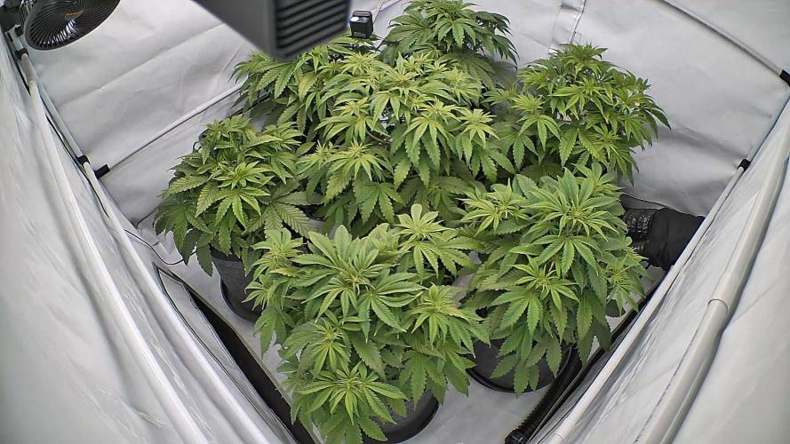 LSD Auto - GanjaFFarMers. Week 6 - D40