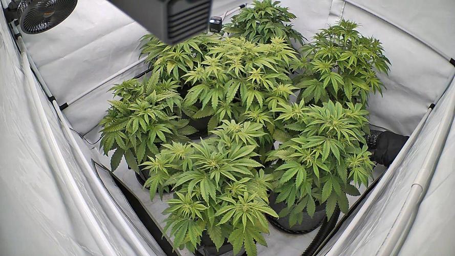 LSD Auto - GanjaFFarMers. Week 6 - D41