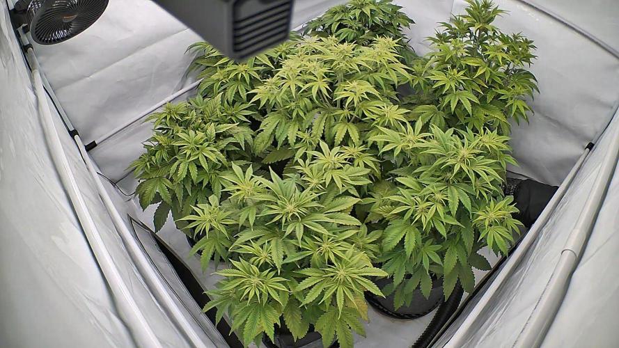 LSD Auto - GanjaFFarMers. Week 7 - D42