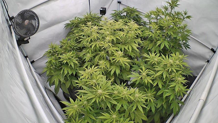 LSD Auto - GanjaFFarMers. Week 7 - D45