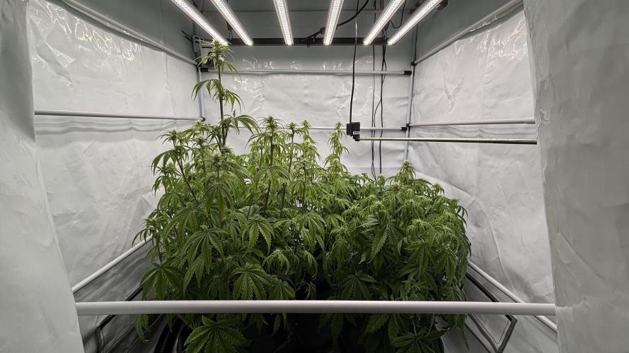 LSD Auto - GanjaFFarMers. Week 7 - D47