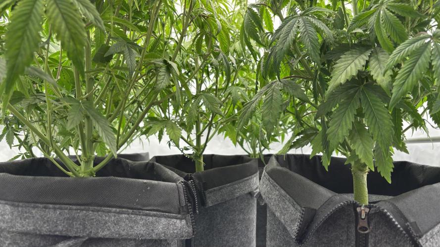 LSD Auto - GanjaFFarMers. Week 7 - D47