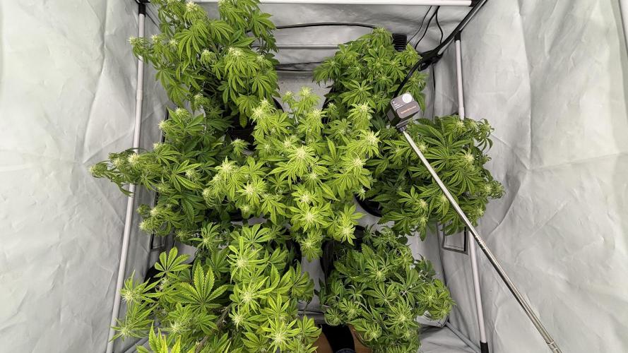 LSD Auto - GanjaFFarMers. Week 7 - D47