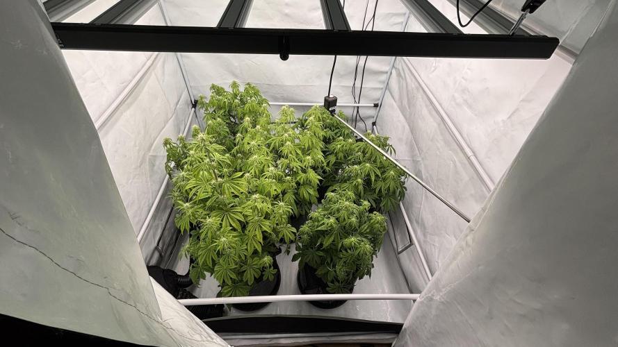 LSD Auto - GanjaFFarMers. Week 7 - D47