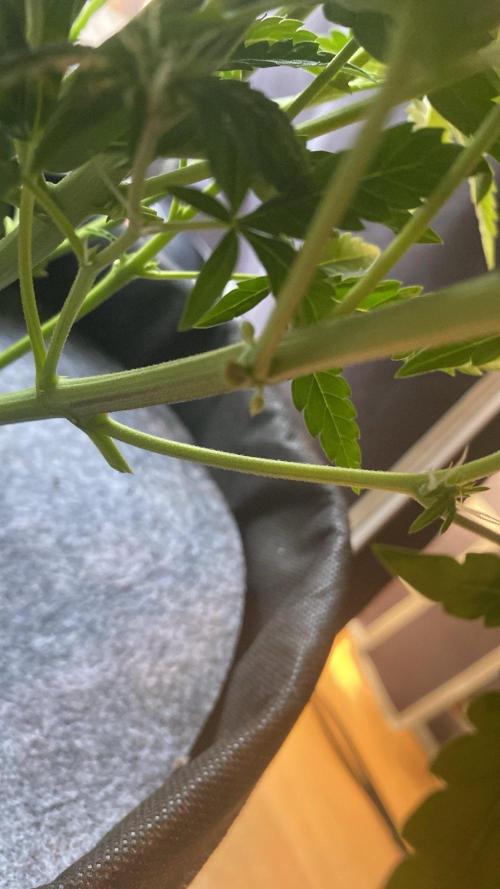 LSD Auto - GanjaFFarMers. Week 7 - D48 - Bad News On The River