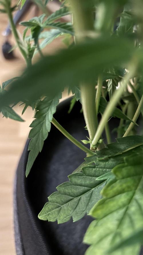 LSD Auto - GanjaFFarMers. Week 8 - Kermite the Hermite