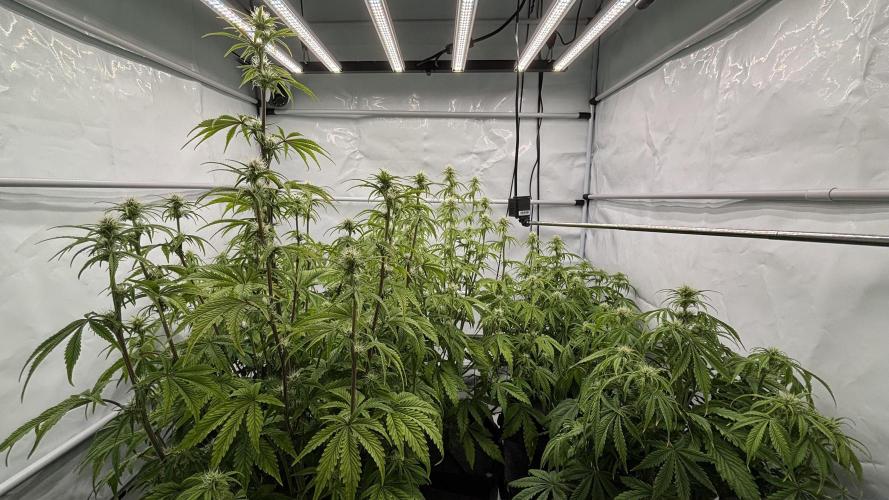 LSD Auto - GanjaFFarMers. Week 8 - D49