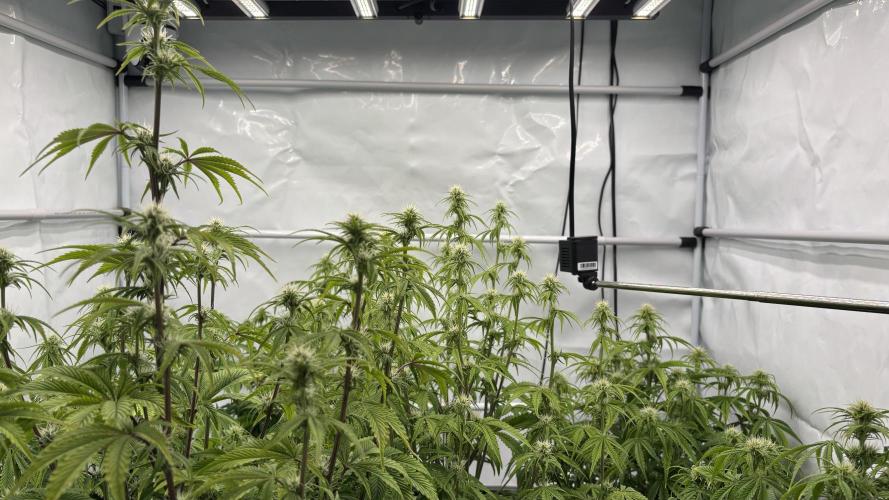 LSD Auto - GanjaFFarMers. Week 8 - D49