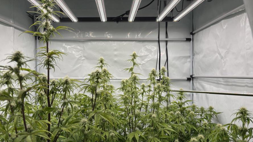 LSD Auto - GanjaFFarMers. Week 8 - D52