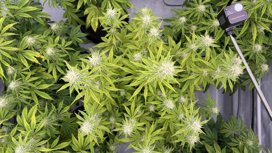 LSD Auto - GanjaFFarMers. Week 8 - D52