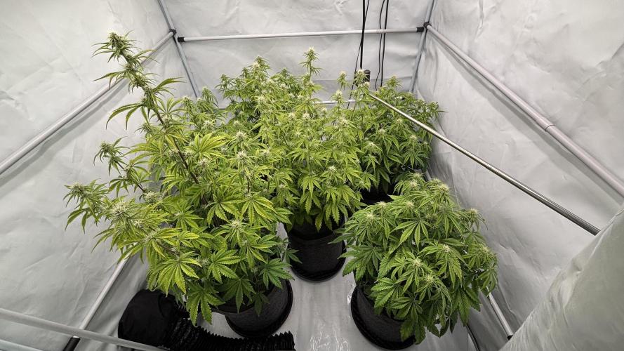 LSD Auto - GanjaFFarMers. Week 8 - D52