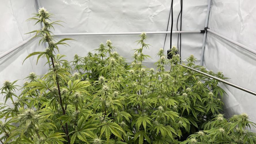 LSD Auto - GanjaFFarMers. Week 8 - D52