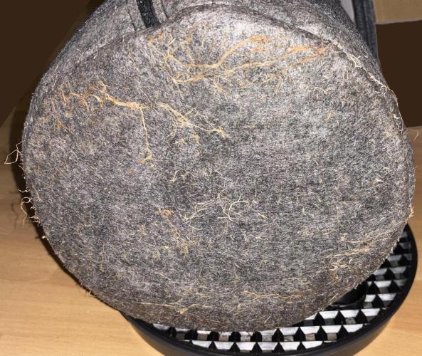 LSD Auto - GanjaFFarMers. Week 8 - Kermite the Hermite - Roots - Bottom